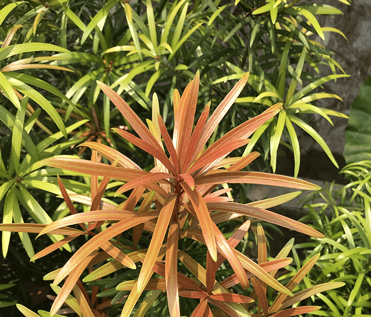 戰長沙海島紅芽金鑽羅漢松造型觀賞盆栽樹苗庭院盆景四季常青樹羅漢松