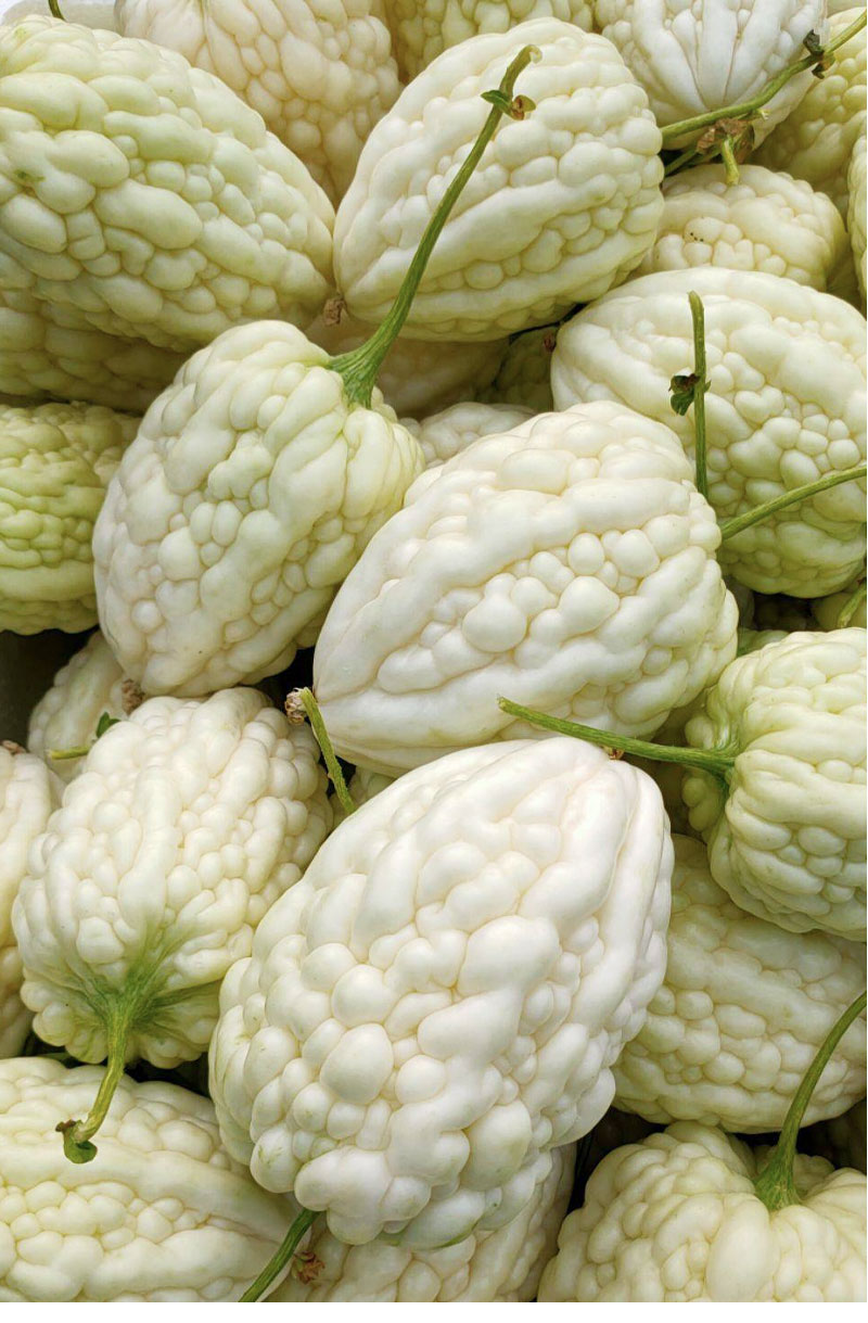 苹果苦瓜种子种籽苗秧白水果白玉特大春季盆栽四季蔬菜孑秧苗 苹果