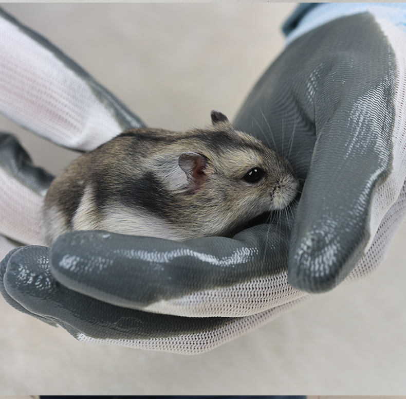 小宠物用品仓鼠防咬手套兔子龙猫豚鼠天竺鼠荷兰猪防咬手套1双