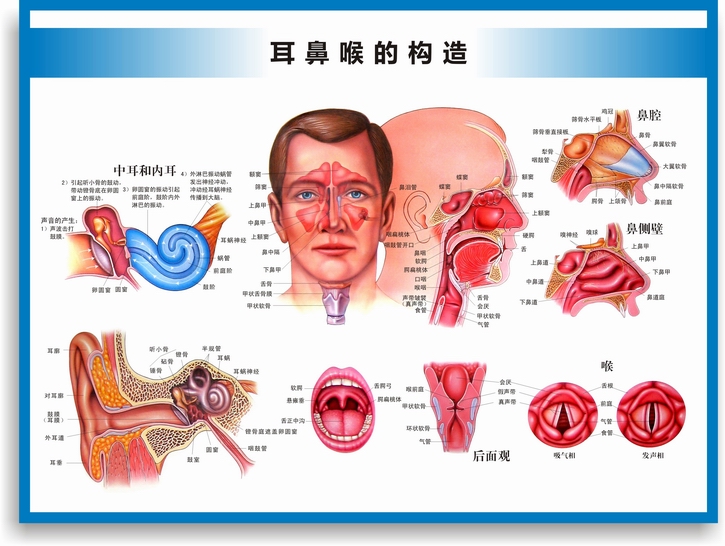 医院科室挂图耳鼻喉构造图耳鼻喉解剖图耳鼻喉结构图耳鼻喉科挂图医院