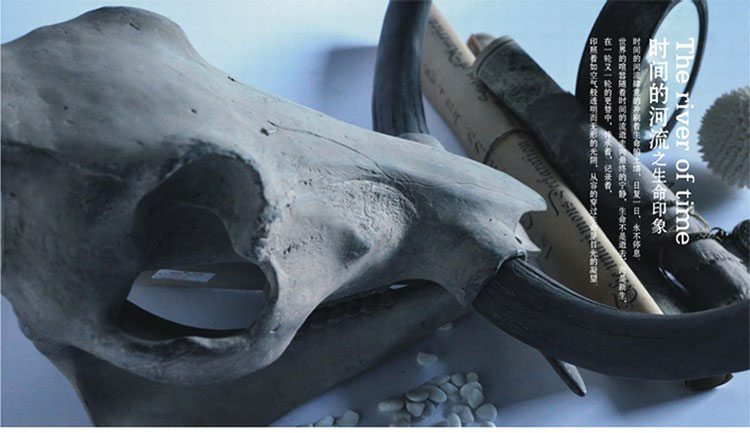 恐龙犀牛剑齿虎动物头骨仿真化石标本摆件教学道具工艺品 海象头骨