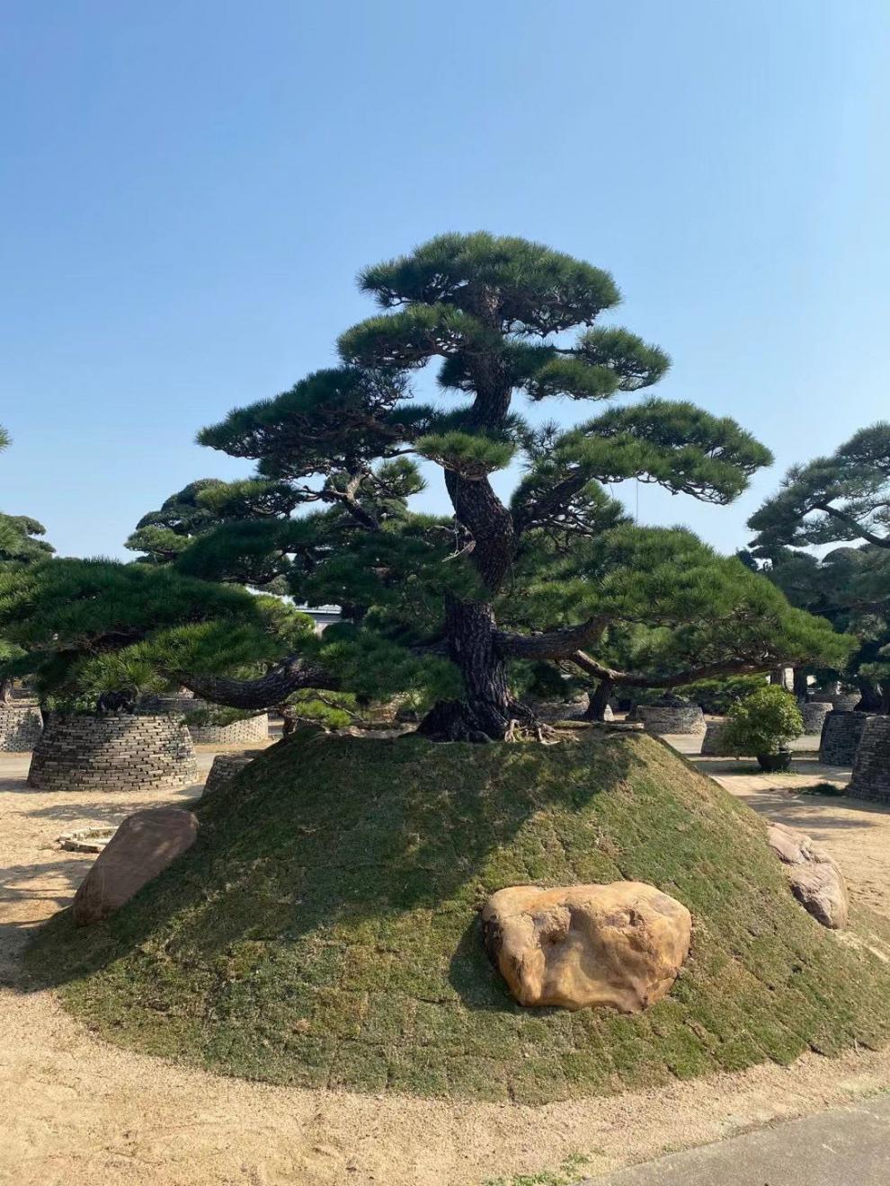 罗汉松造型树大树盆景树造型迎客松大型别墅庭院日本罗汉松树苗 日本