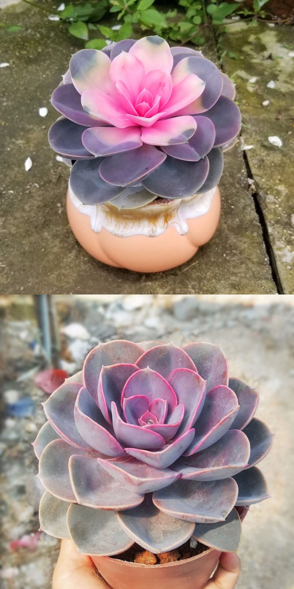 园艺 客厅彩心莲多肉植物盆栽桌面植物花卉室内绿植花好养紫珍珠 小紫