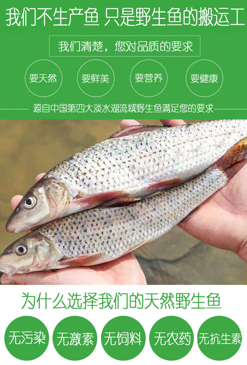 lism正宗野生花骨魚棍子魚棒棒魚馬鯽魚蛇鮈新鮮淡水活魚小河魚五斤裝