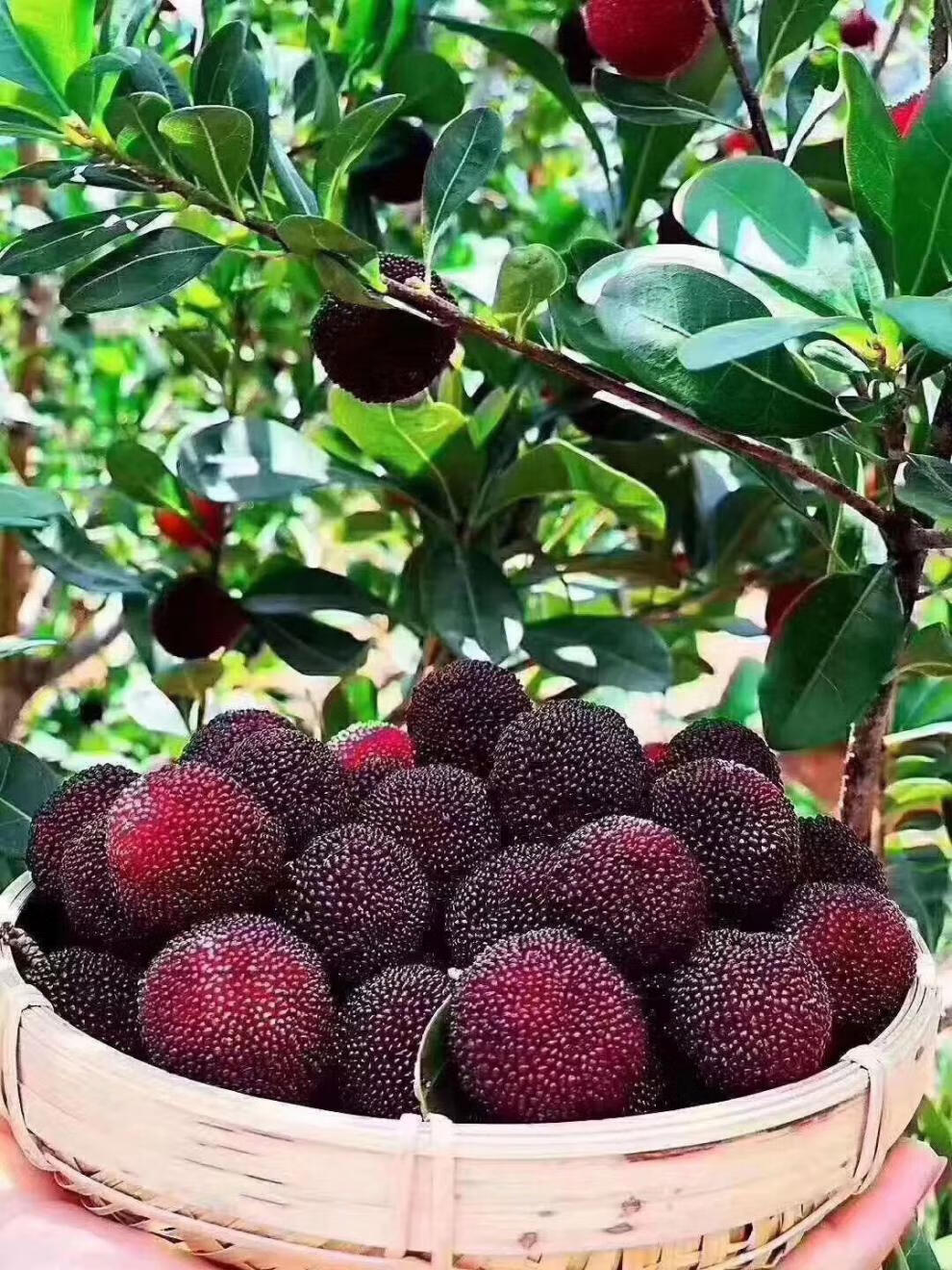 新鲜仙居东魁杨梅新鲜时令应季孕妇水果浙江荸荠杨梅现摘现发生鲜东魁