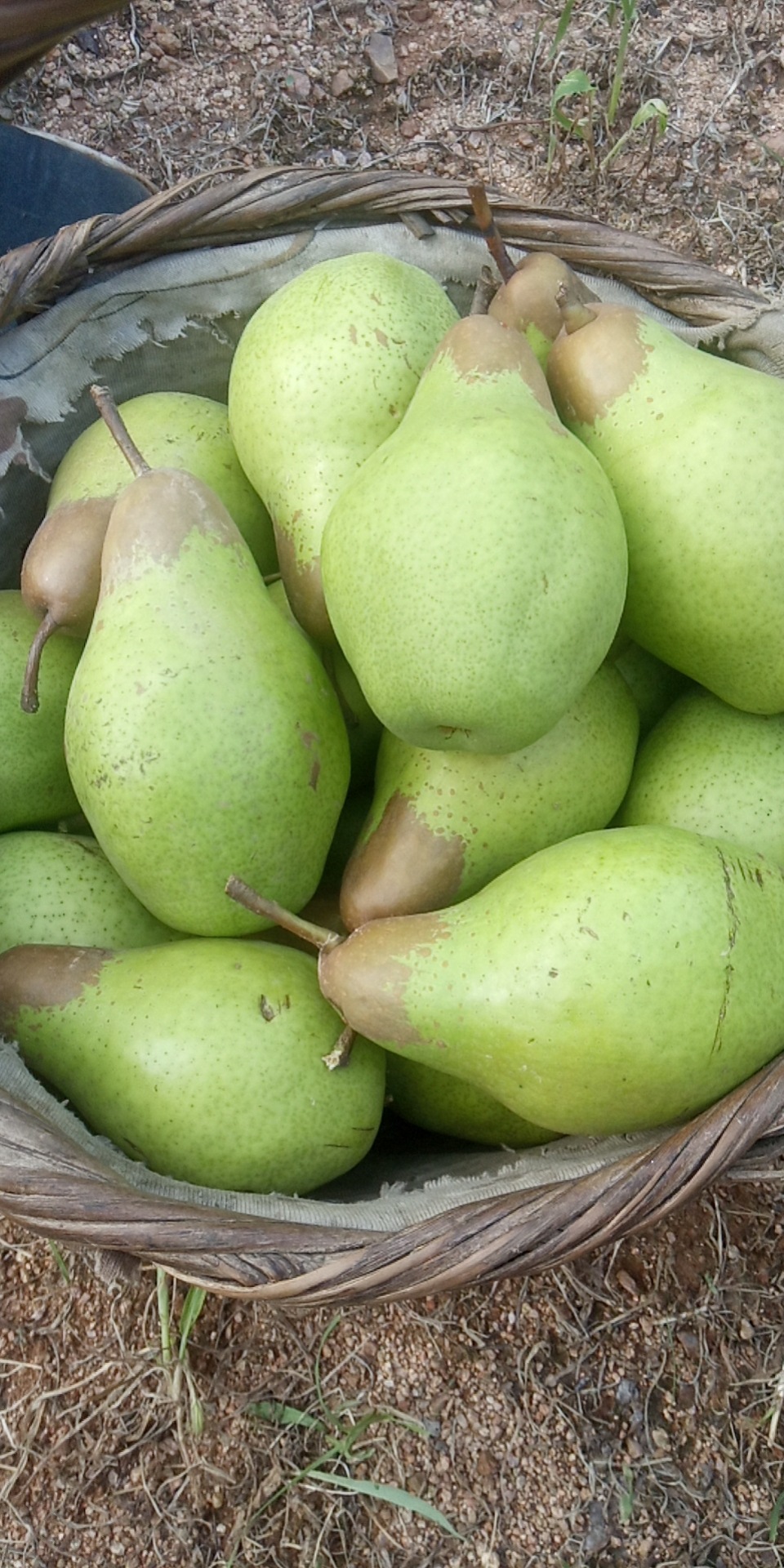 东北大头梨茄梨新鲜水果啤梨太婆应季水果梨软糯香甜5斤
