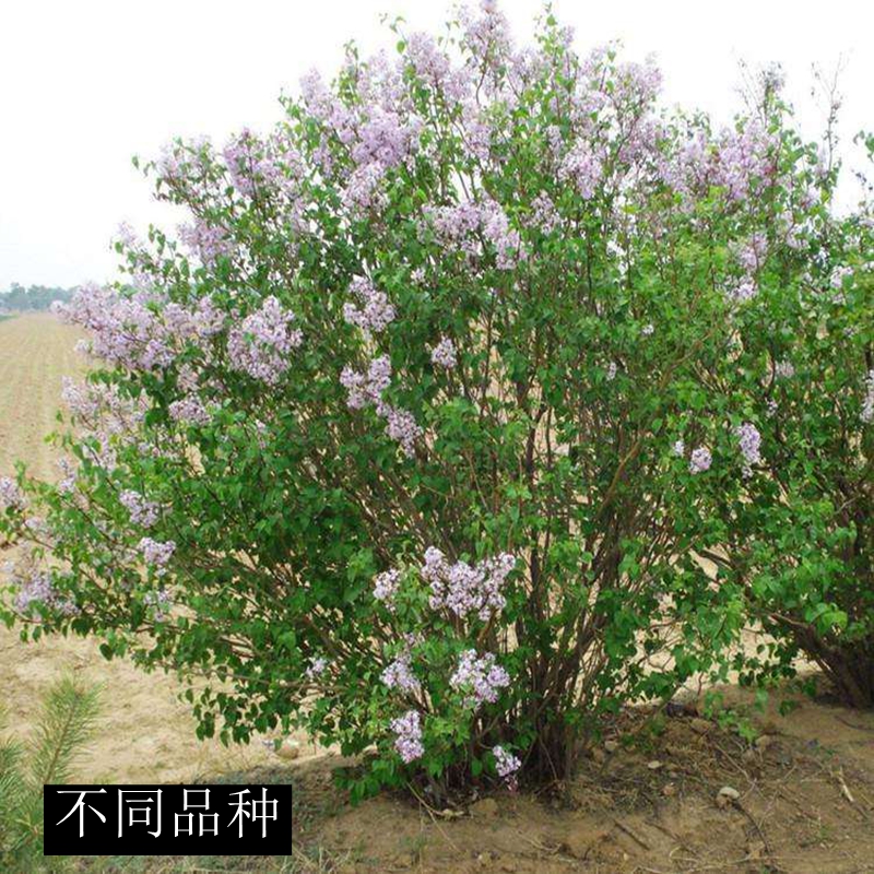 丁香花树苗四季开花名贵耐寒花树南北方绿化树苗四季丁香花苗包活紫
