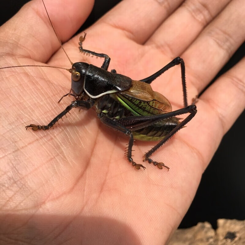 【京选】蝈蝈活鸣虫大新脱铁皮山青翠绿母蚰子夏蝈蝈 大号铁皮蝈蝈1只