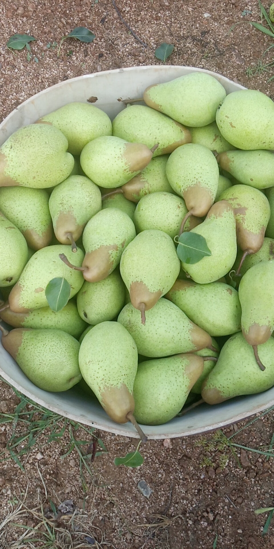 东北茄梨2斤3斤5斤装软糯大头梨不是烟台太婆梨子新鲜水果手工精选带