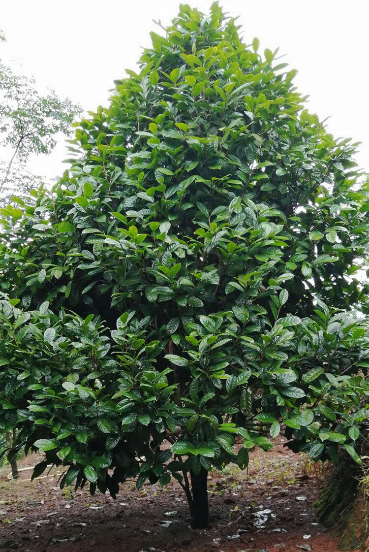 金花茶树苗金花茶苗防普金花茶树防城金花茶苗原生树开花树 7号6-7