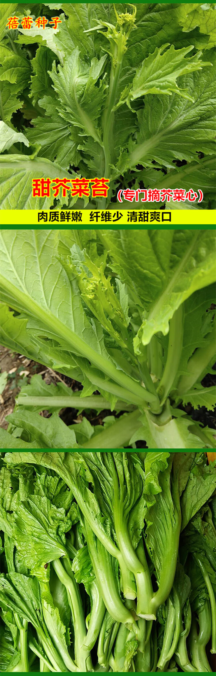 芥菜薹種子甜芥菜種籽秋冬季大田農家菜園多筍芥菜心蔬菜種孑甜芥菜薹