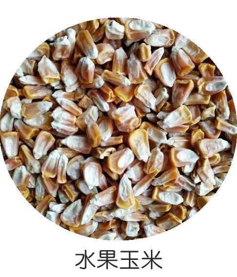 粘稻558水稻种子图片