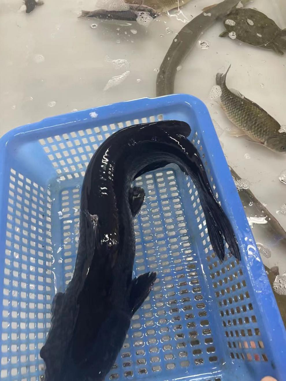 千岛湖鮰鱼鲶鱼鲜活活体大口胡子无刺淡水鱼食用铁锅鲶鱼黑鱼现杀 1斤