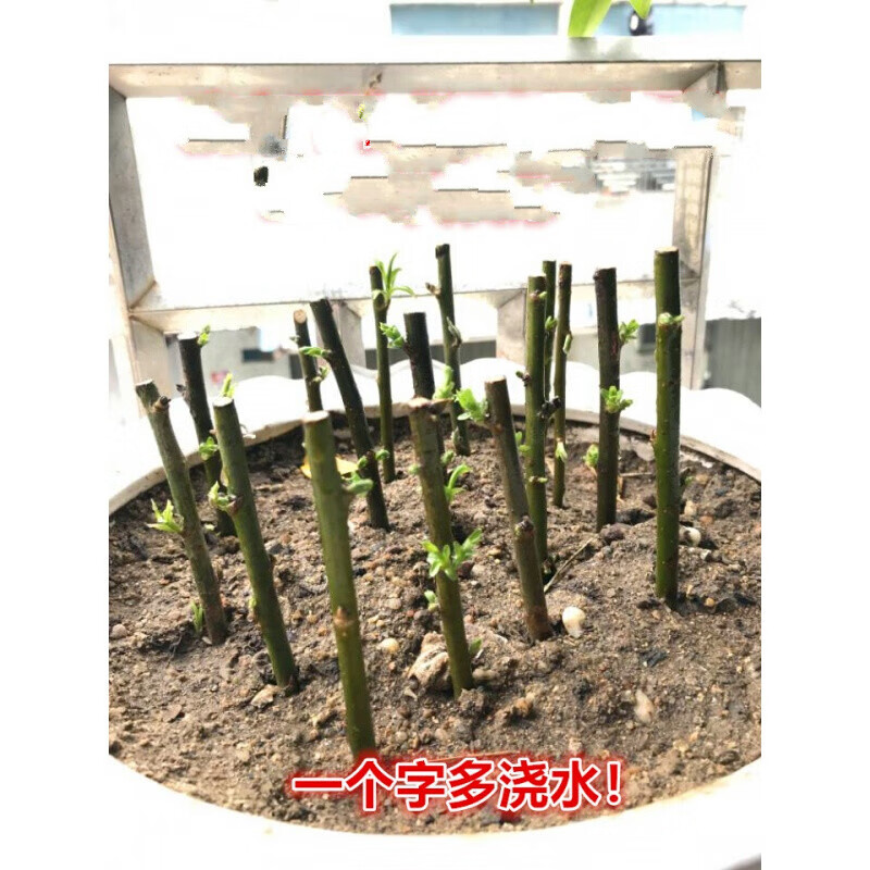 柳树枝 新鲜枝条杨树枝杨柳枝垂柳枝,细柳条可扦插育苗柳树苗 扦插