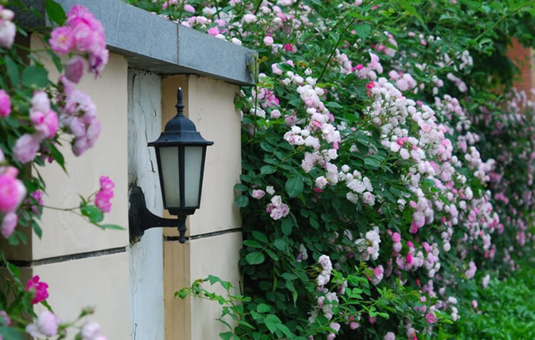 滕本月季花爬滕月季蔷薇爬墙四季庭院攀爬扦插腾本沙龙宝石花苗大花