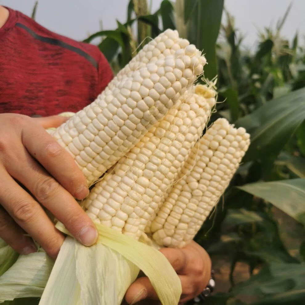 年货精选玉米现摘牛奶玉米甜糯玉米代餐水果新鲜玉米棒子白糯玉米批发
