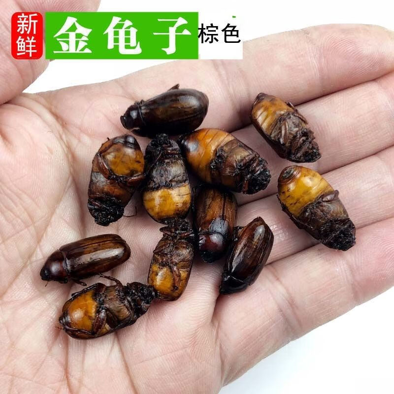 2021年新鲜瞎眼创子金龟子瞎胖子瞎撞子红孩儿昆虫美食下酒菜 绿色