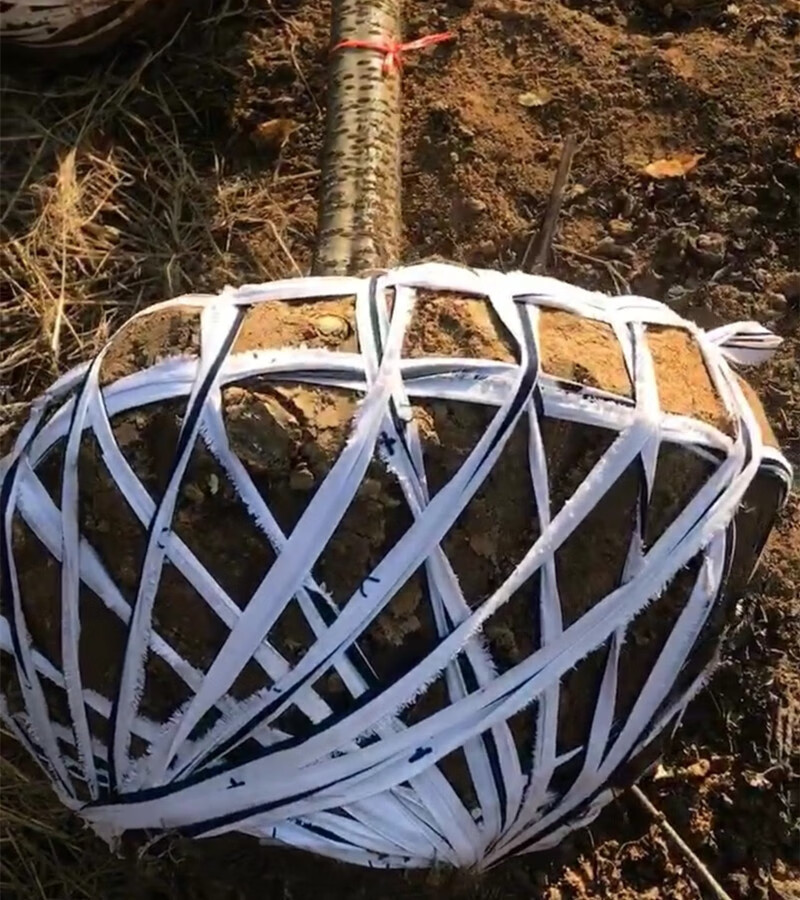 绑大棚绳子压膜绳果树拉树枝苗木拉枝打包绳土球打包带风布条捆3斤1