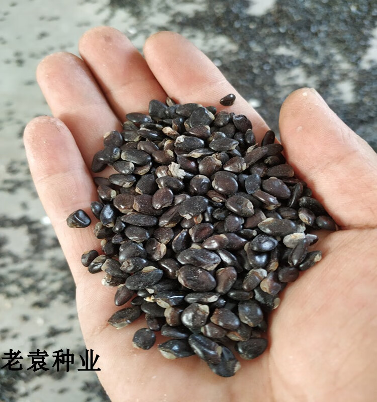 紫宝八月瓜种子野生八月瓜种子八月炸牛腰子果三叶木通 野人果苗 紫宝