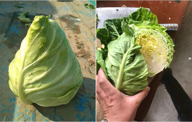 芊阙精选春丰007牛心甘蓝种子包心菜卷心菜种子高产抗病耐寒蔬菜种子