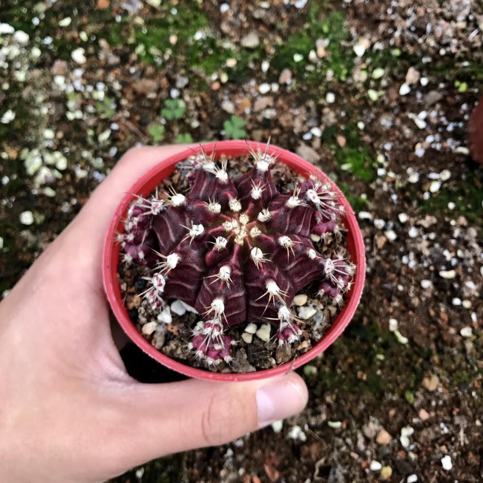 紫牡丹 仙人球群生植物盆栽黑牡丹肉肉植物绯牡丹防嫁接 紫牡丹4~5cm