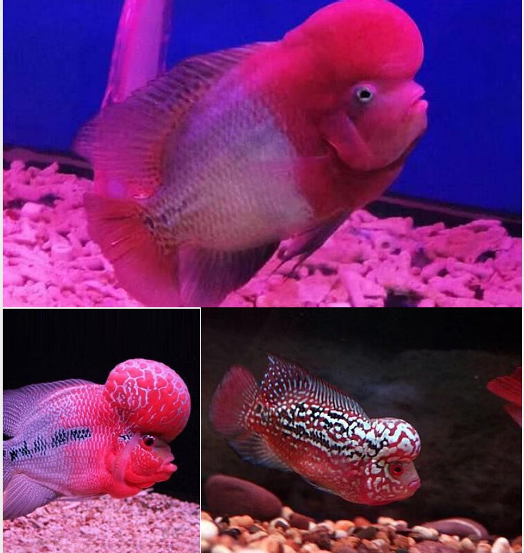 罗汉鱼苗鸿运泰金蛇纹马骝古典德萨鱼热带鱼苗淡水观赏鱼 精品红马苗