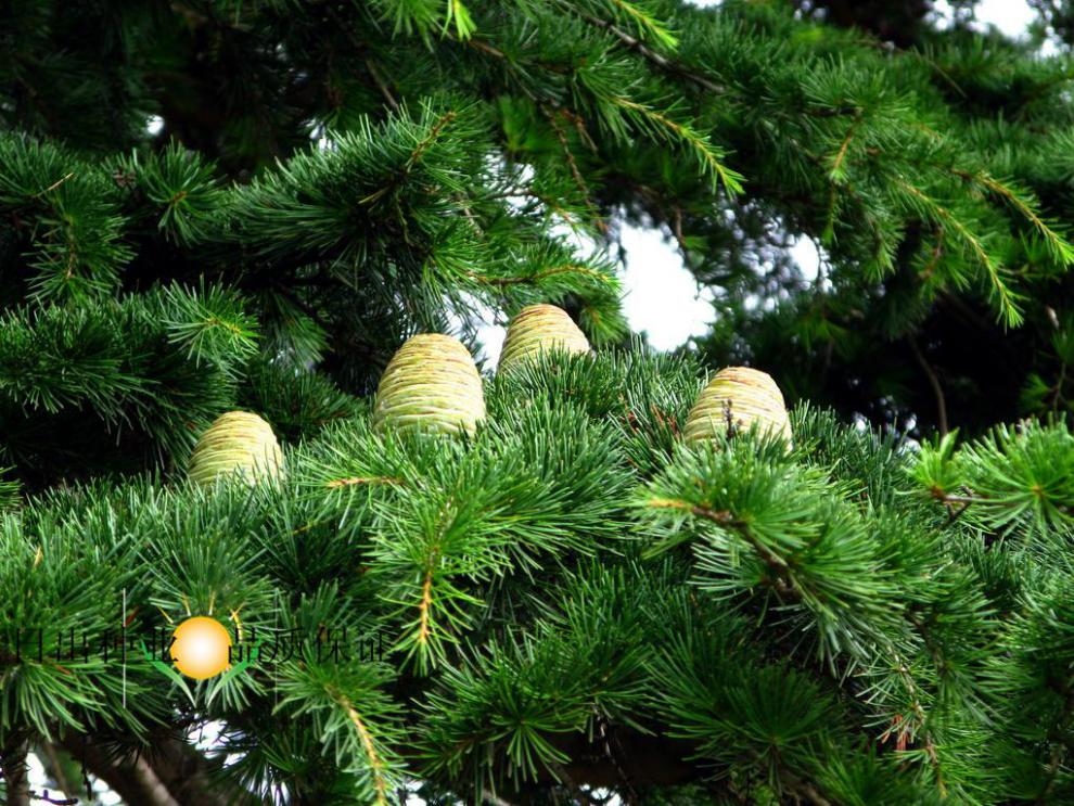 播种心情 松树种子日本黑松雪松油松金钱松马尾松湿地松华山松白皮松