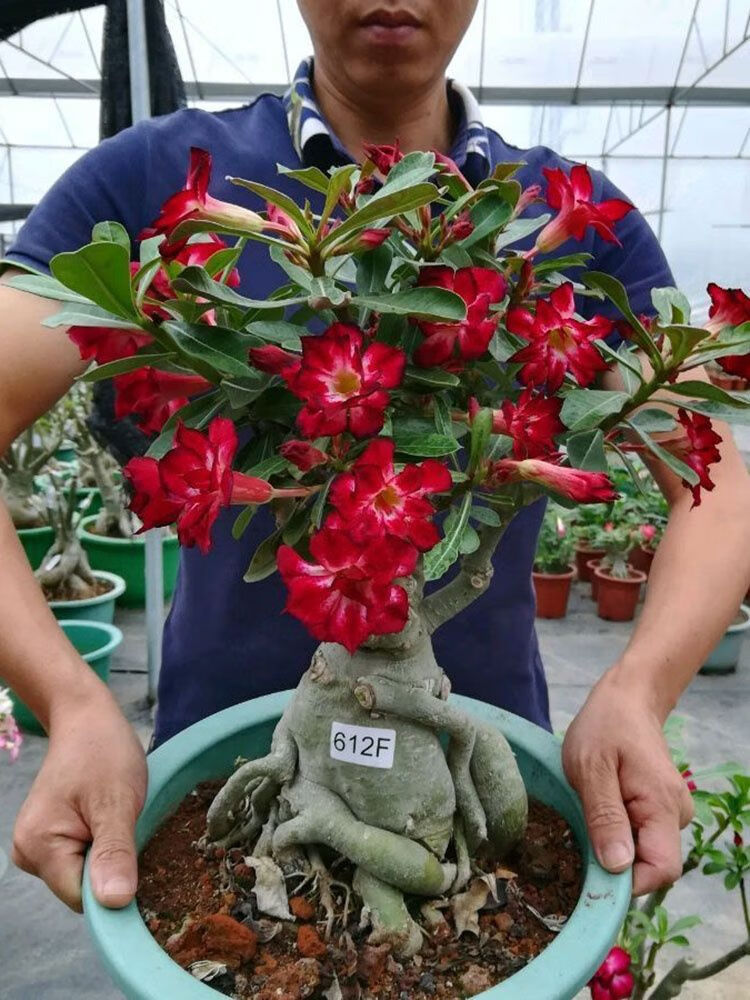 重瓣沙漠玫瑰盆栽四季开花好养老桩室内多色阳台花卉绿植盆景多肉 初