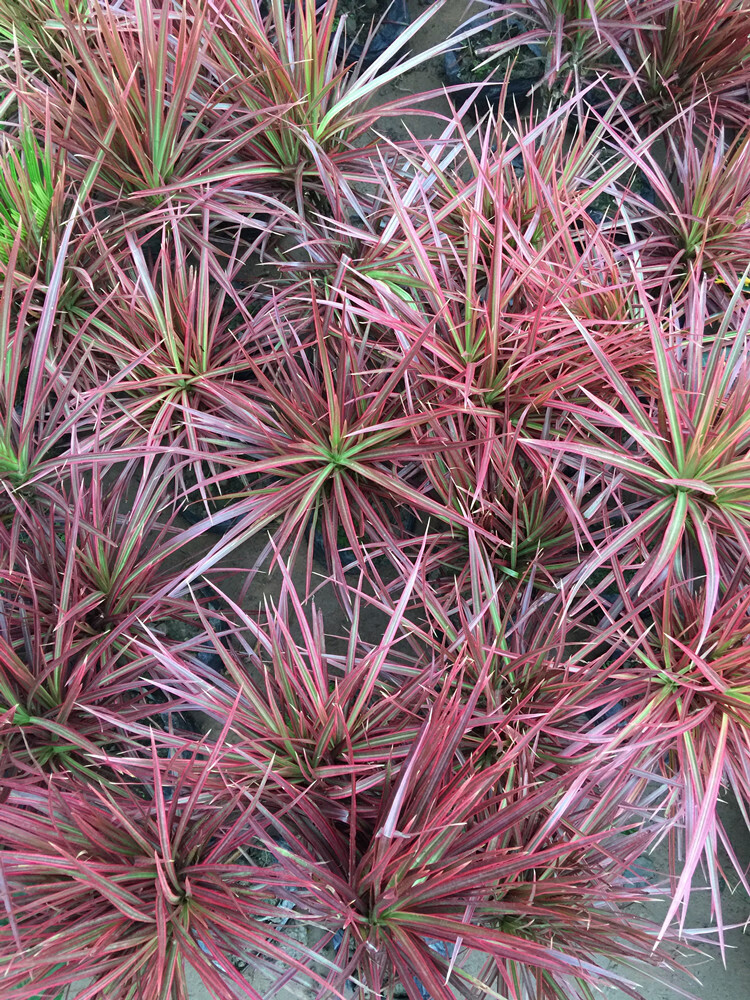 七彩五彩千年木绿植盆栽卧室办公室客厅 30厘米一盆三棵 不含盆【图片