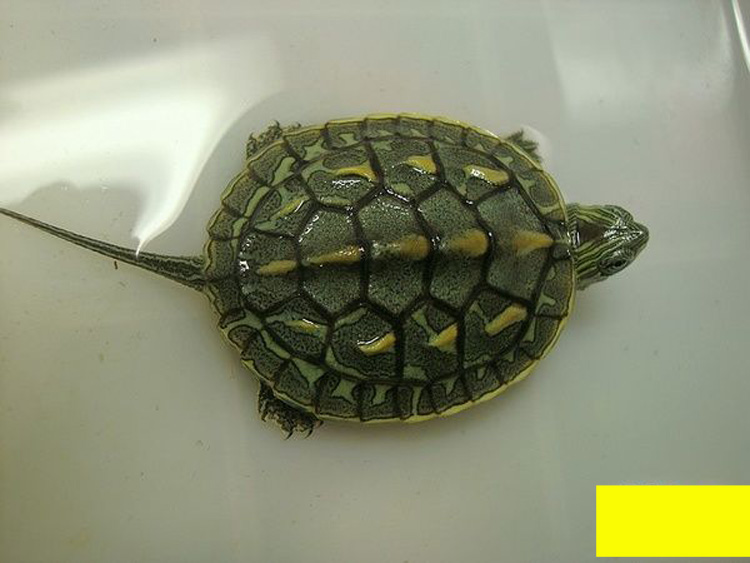 外塘六线花龟珍珠苗台湾草龟活体乌龟草龟巴西宠物深水苗23厘米2019年