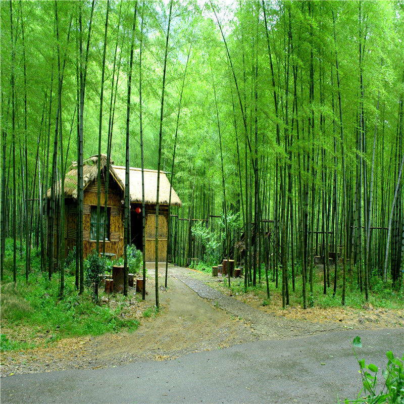 抖音直播背景墙yy主播直播背景布快手才艺表演背景墙3d风景外景山水网