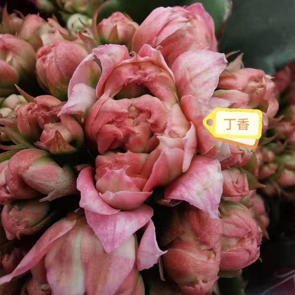 元井长寿花长寿花金狐狸盆栽重瓣新品客厅室内花卉凯特斯带盆栽好