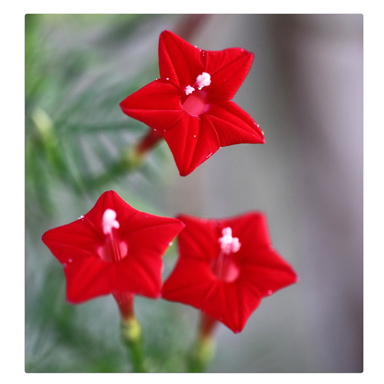 五角星花种孑爬藤植物阳台盆栽春四季户外攀援花卉羽叶茑罗种籽子楚风