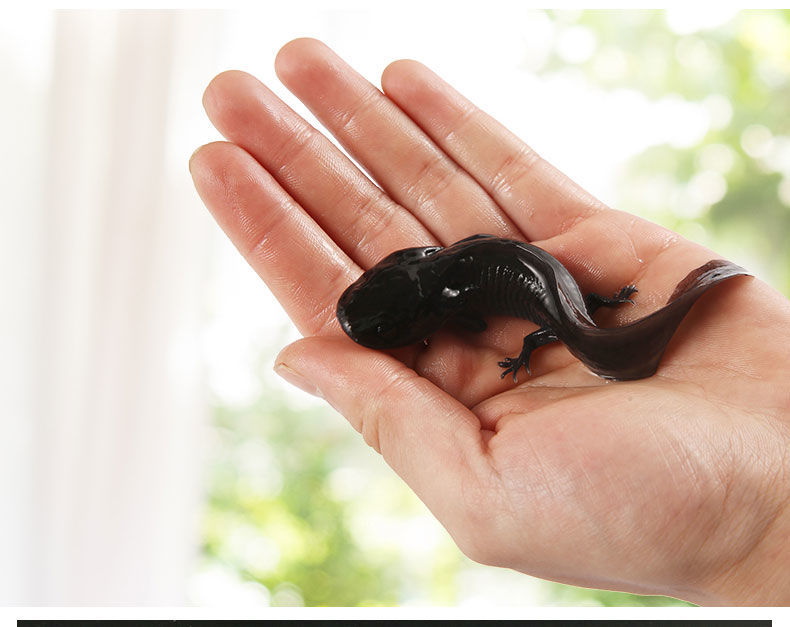 六角恐龙鱼蝾螈活物小型观赏鱼饲料鱼懒人鱼好养耐活养不死包活 白玉