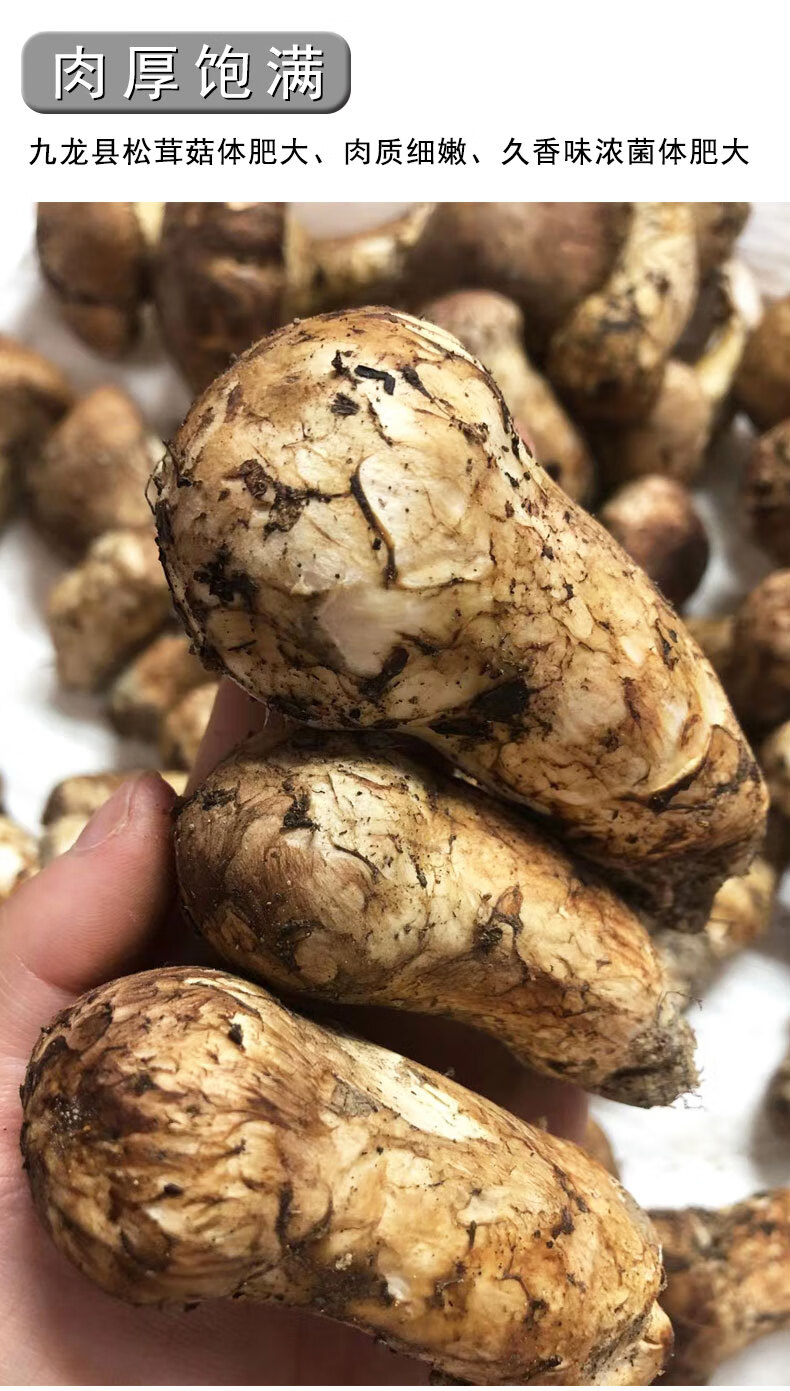 五折 四川甘孜藏区特产新鲜松茸菌食用野生菌小金菌菇不开伞出口级