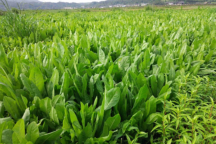 中夢多年生牧草種子四季黑麥草種籽南北方高產雞鴨鵝豬