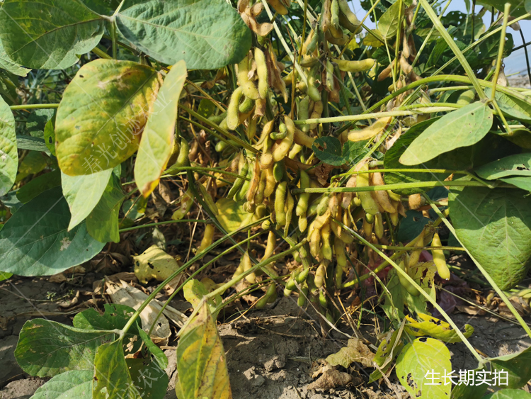 黄豆种子农家春季夏季播种黄豆种籽菏豆33菜种籽豆种孑【菏豆33黄豆