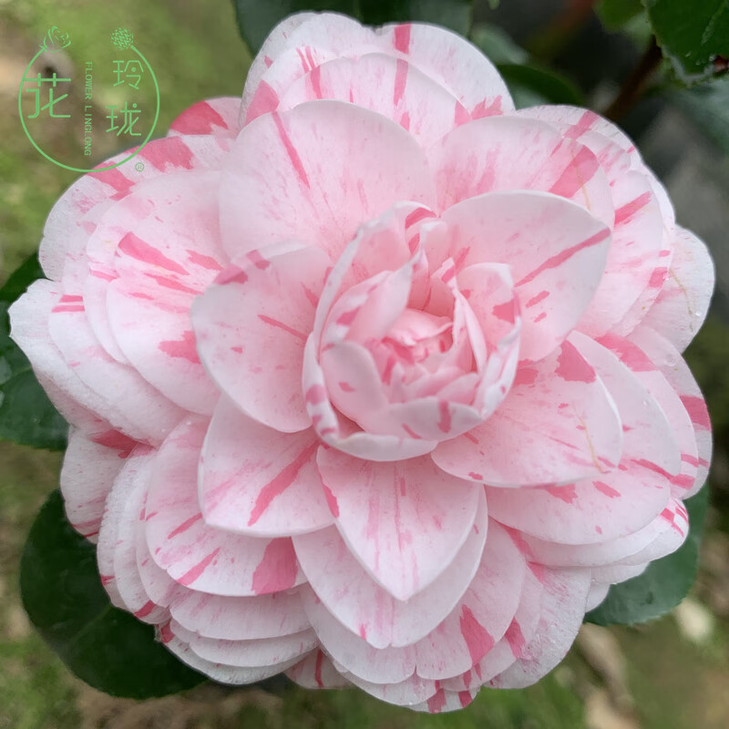 采缇十八学士茶花盆栽苗白底青芽血丝带花苞一花多色山茶名贵庭院植物