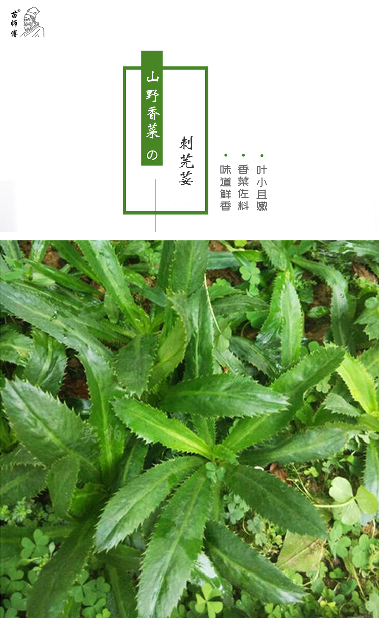 播種心情 山野香菜大芫荽種子緬甸香菜芫荽刺芹籽野菜種籽雲南刺芫荽