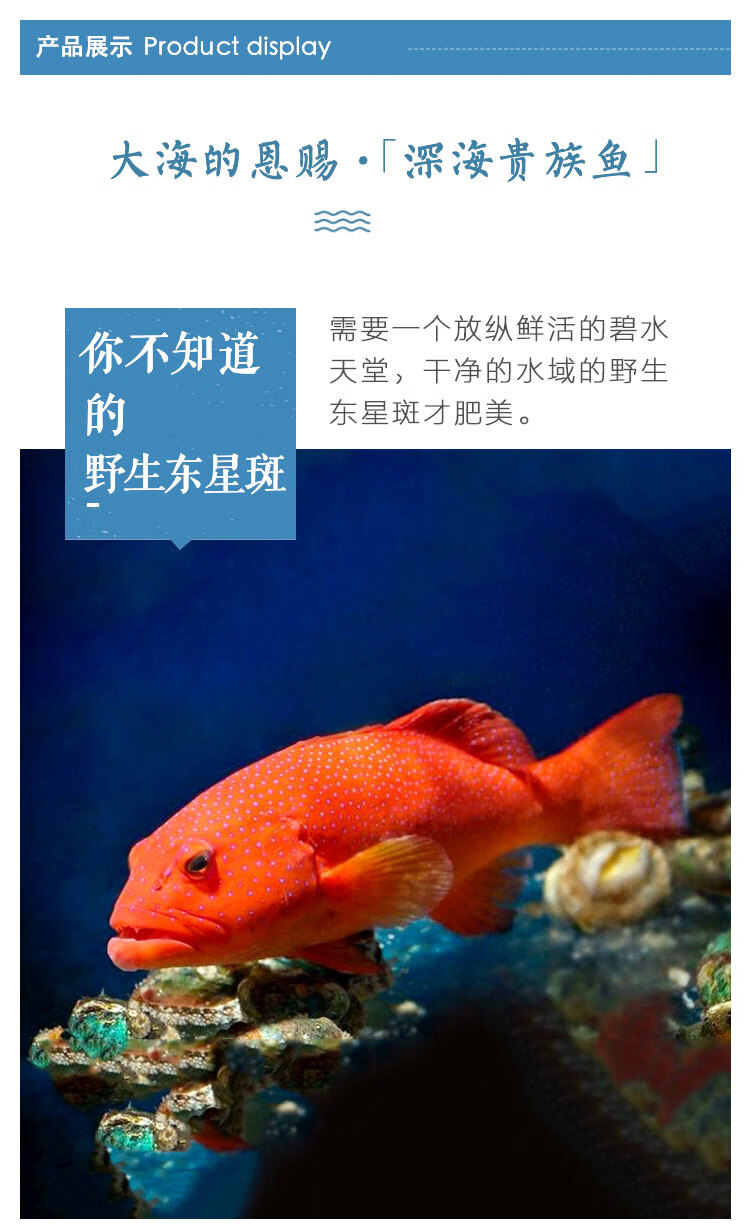 mpdq 【顺丰冷链】现捕新鲜东星斑石斑鱼400g-450g鲜活急冻燕尾斑深海