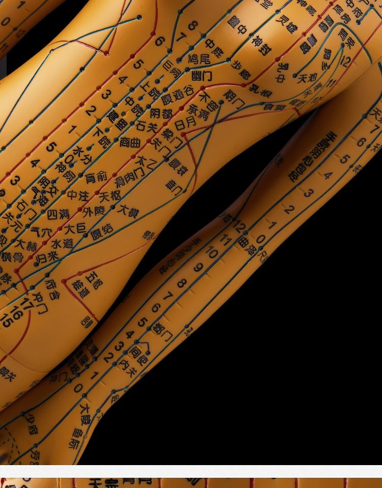 京健康硅胶人体穴位模型高清授课经脉推拿模具初学模拟