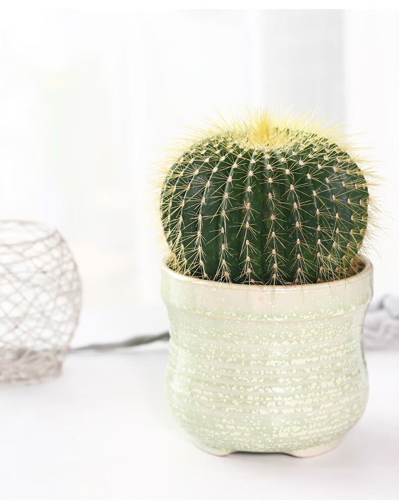 星派果金冠仙人球盆栽室内仙人掌桌面大颗多肉植物开花品种金冠直径8