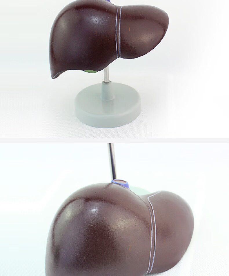 医学人体肝脏解剖模型肝门胆囊胆管结构内脏消化系统器官演示教具