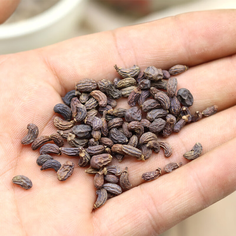 北京同仁堂女贞子正宗四川女贞子精选中药材冬青籽泡茶500克