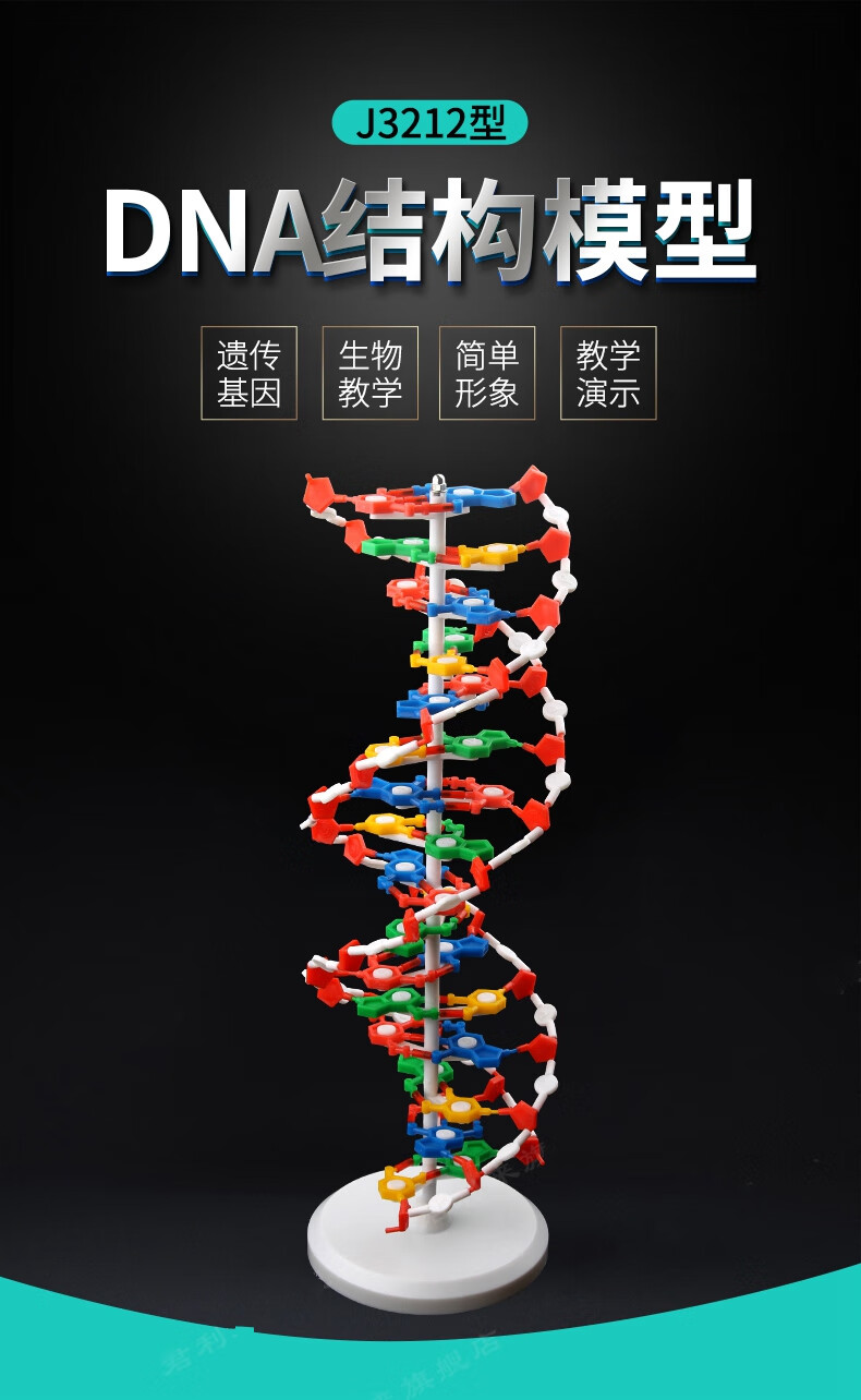dna模型平面结构图片