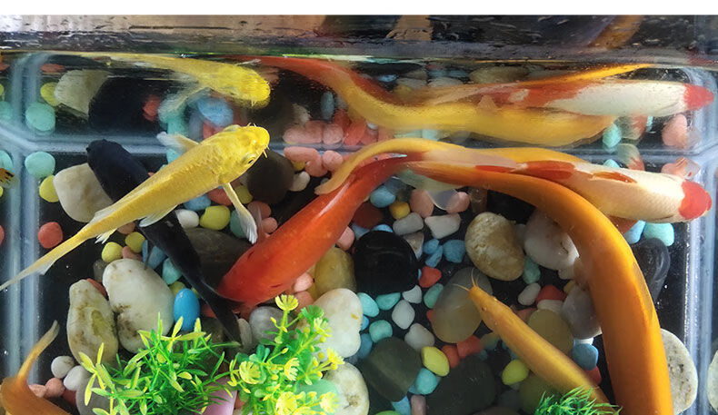 冷水淡水活体观赏清洁工具小鱼黄金泥鳅苗鱼缸清道夫好养易养耐活69