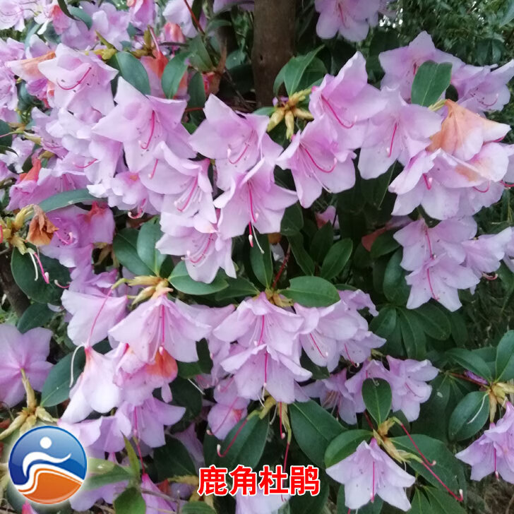 姜芮鹿角杜鵑花苗巖杜鵑映山紅高山杜鵑小苗大苗樹樁盆景盆栽庭院綠植