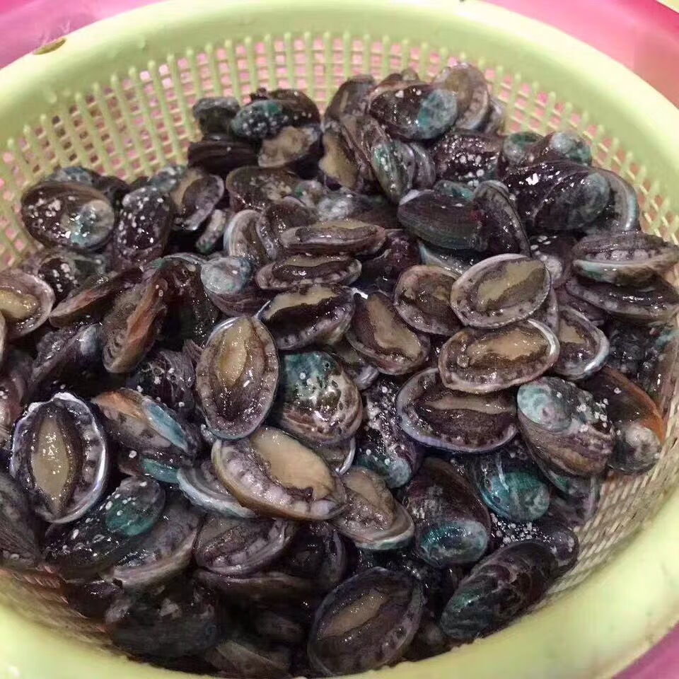 东山岛小鲍鱼活冻水产新鲜小鲍鱼爆炒煲汤一盒200头左右八盒装