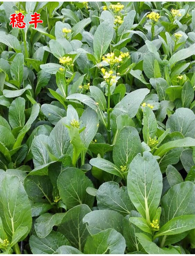 油菜心种籽农家大田庭院种植阳台盆栽蔬菜种孑60天甜菜心400克农科院