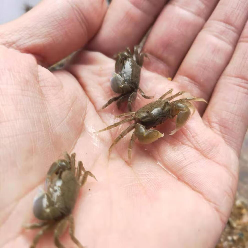 辣椒蟹活体观赏蟹水族淡水宠物鱼缸小螃蟹除藻深水可鱼虾混养宠物原色